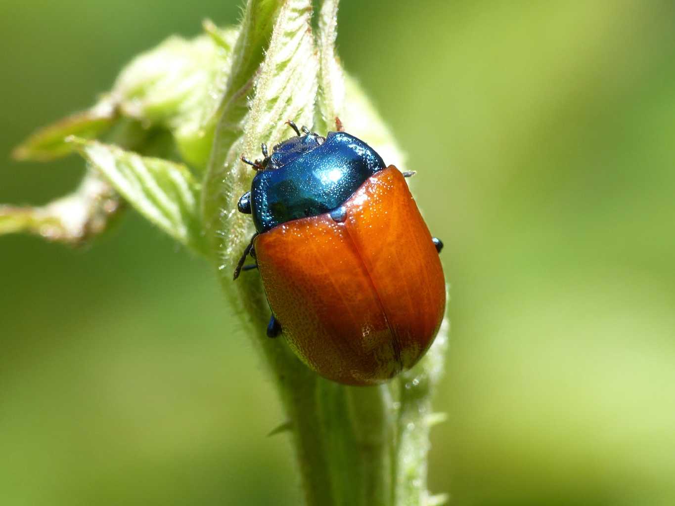 Chrysolina grossa